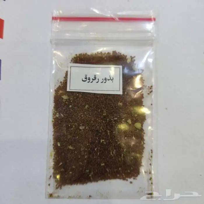 بذور الرقروق و الجريد 2