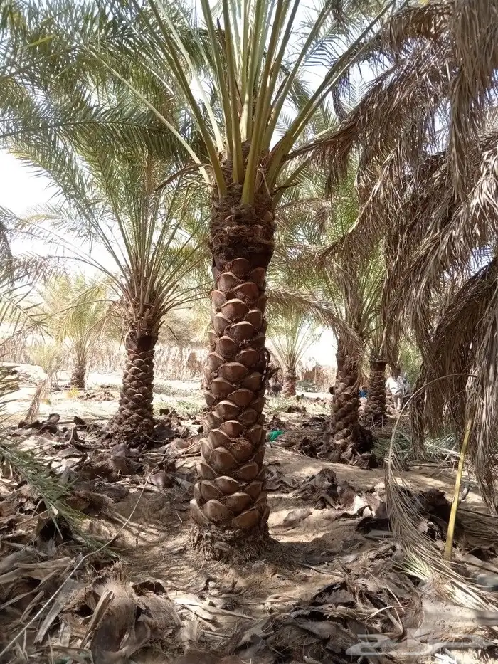 نخل البيع يبيع المقاسات متوفره الرياض المزاحميه 0