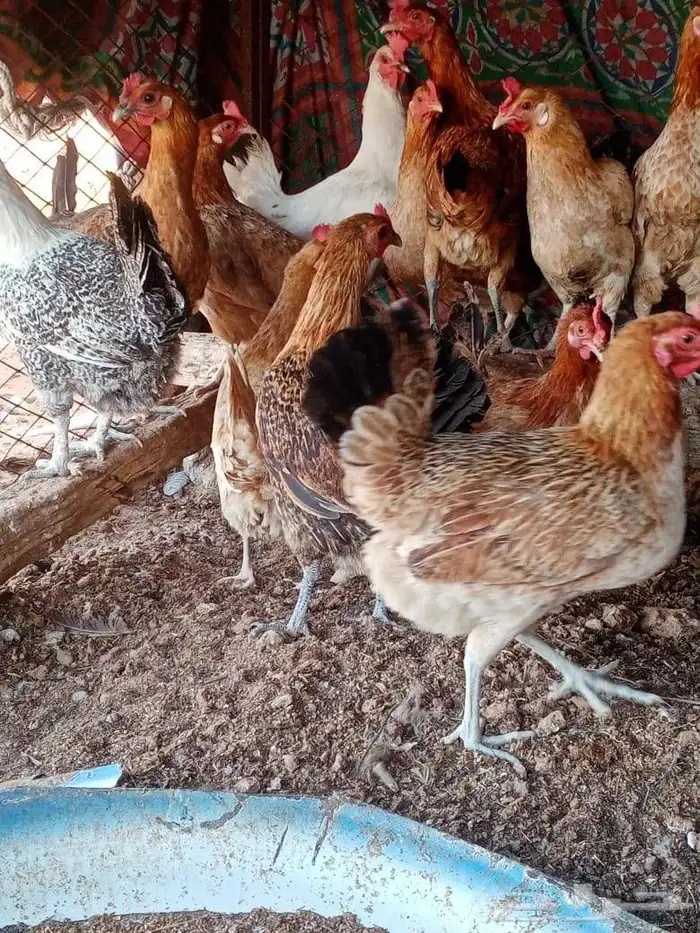 دجاج بلدي وفيومي 0