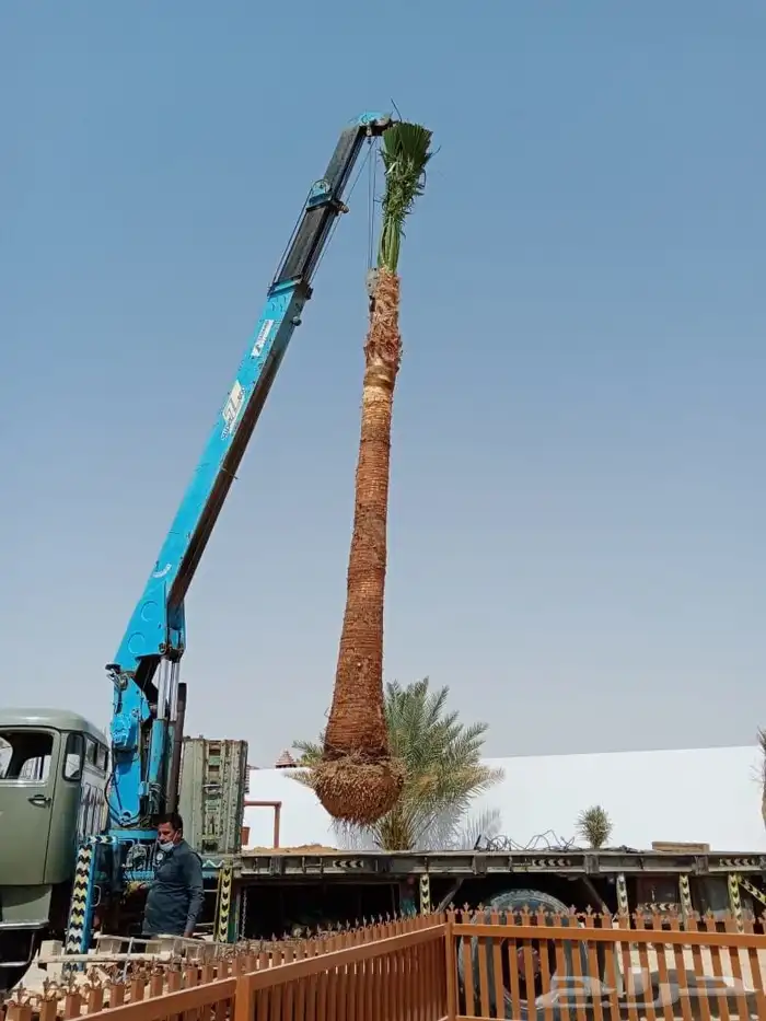 نخل زينه نخيل نخل واشنطني أمريكي للبيع 4