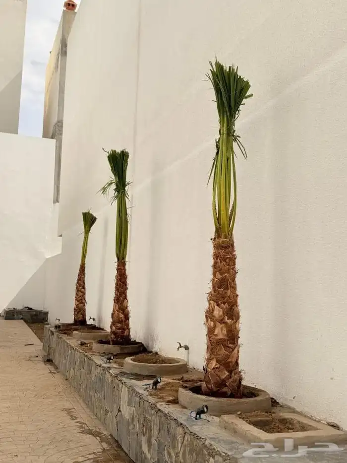 نخل القصيم نخلوطيب ومثمر على هذا الرقم 2