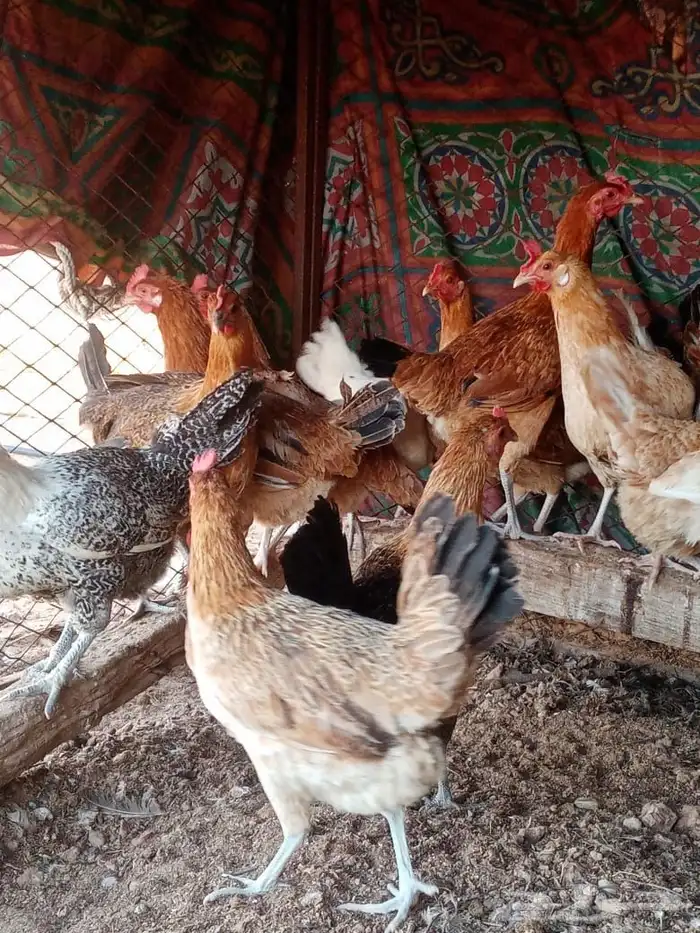 دجاج بلدي وفيومي 1