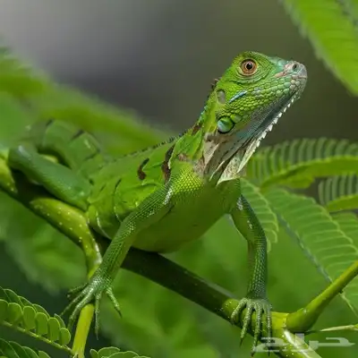 فروخ الاغوانا الخضراء index