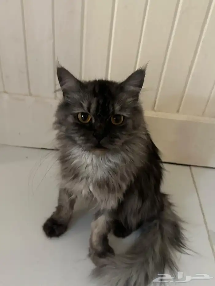 قطط للتبني جده 3