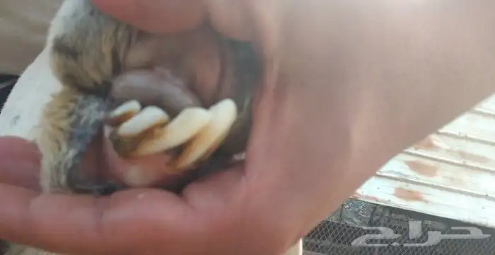 عرض لكم اليوم ضان بلدي واثنتين ضان حري 12