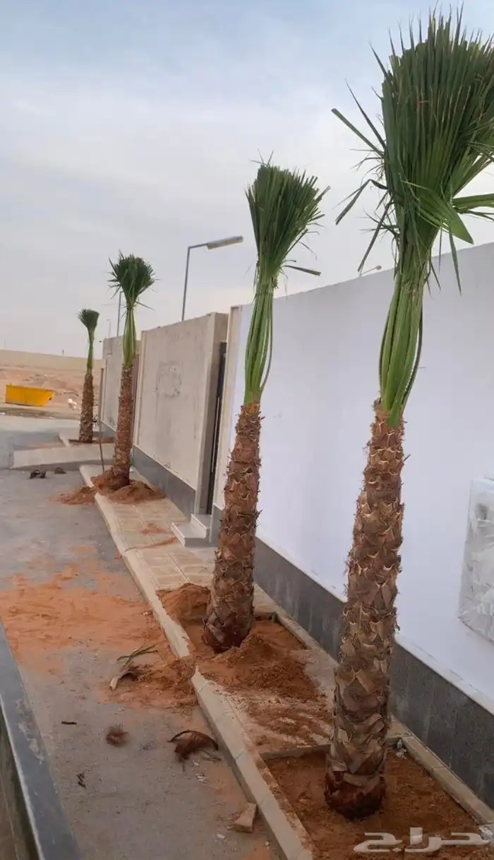 وشنطونيا زينه ابومروحه جميع المقاسات 0