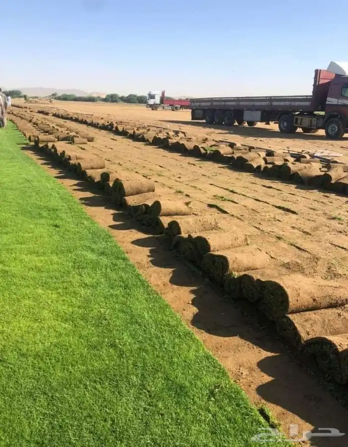 نجيل طبيعي c2000 8