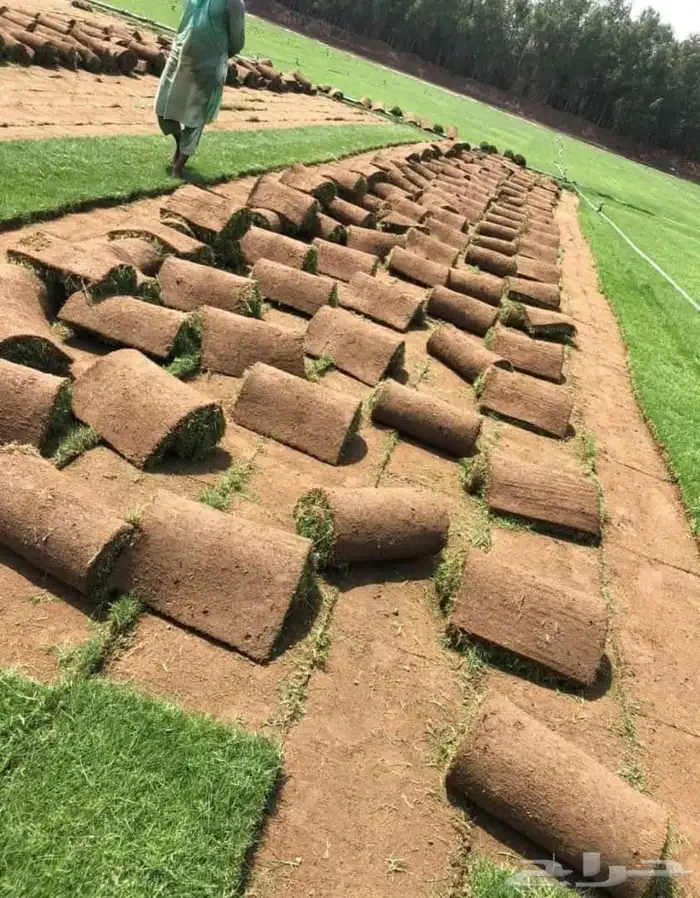 نجيل طبيعي c2000 4