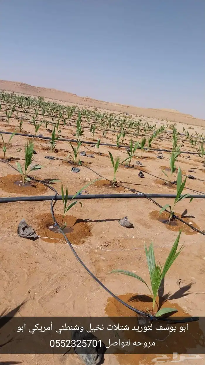 ابو يوسف لتوريد اشتله الوشنطني ابو مروحه 1