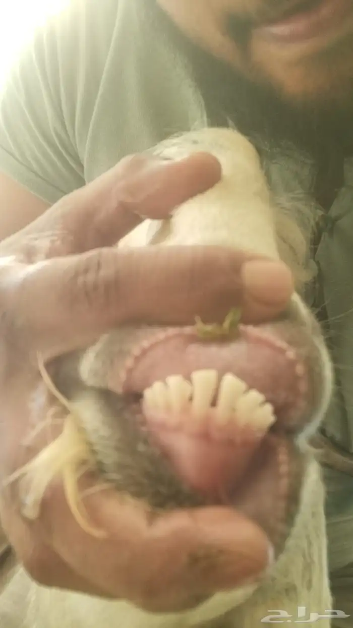 تيس دمشقي وجهة وعكفة أنف 0