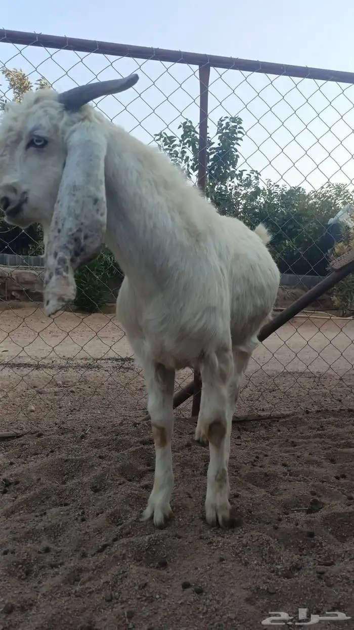 تيس دمشقي وجهة وعكفة أنف 3