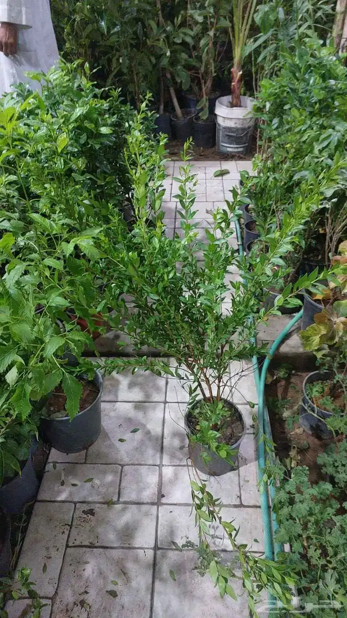 مشتل الحياه الطبعيه نبتات دخلي وخرجي 1