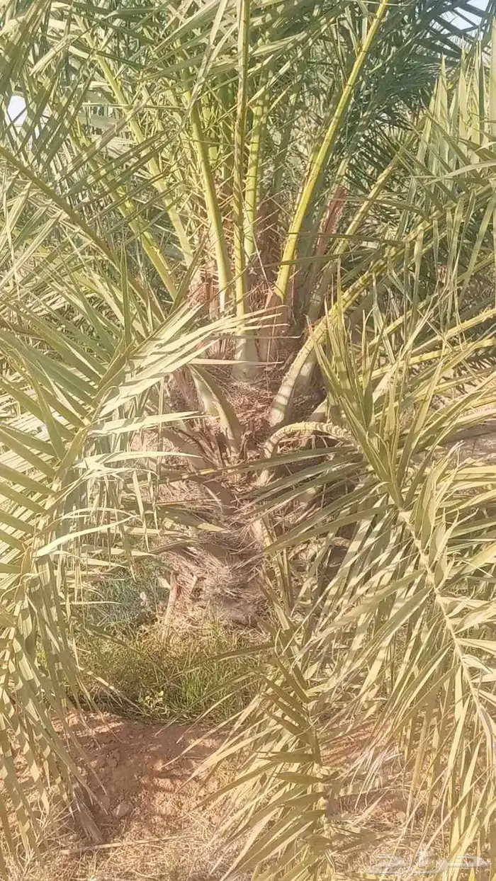 مقول نخل وشبوك 7