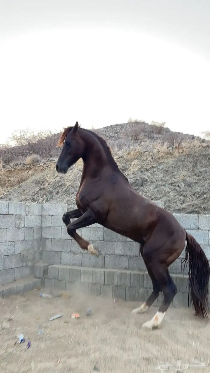 حصان شعبي كفو 0