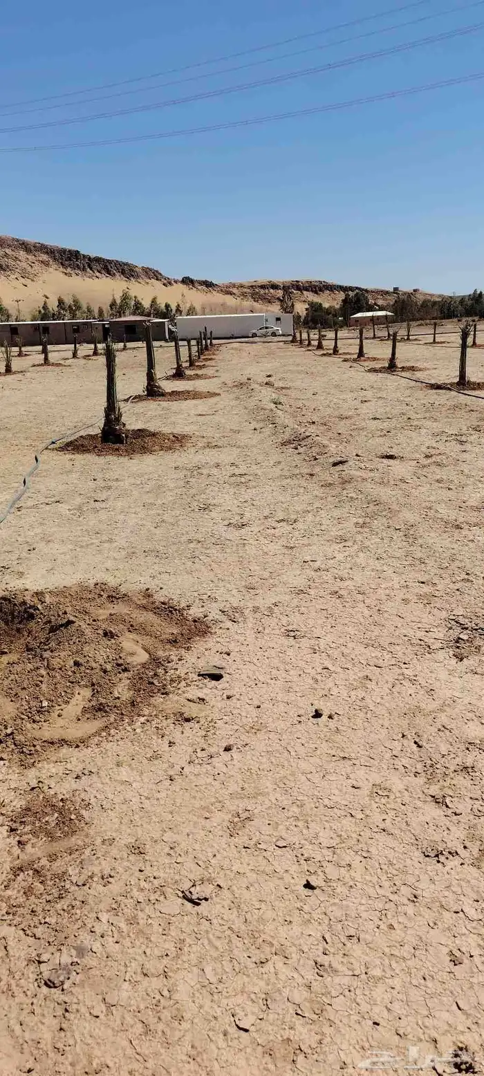 يوجد لدينا جميع انواع النخيل 3