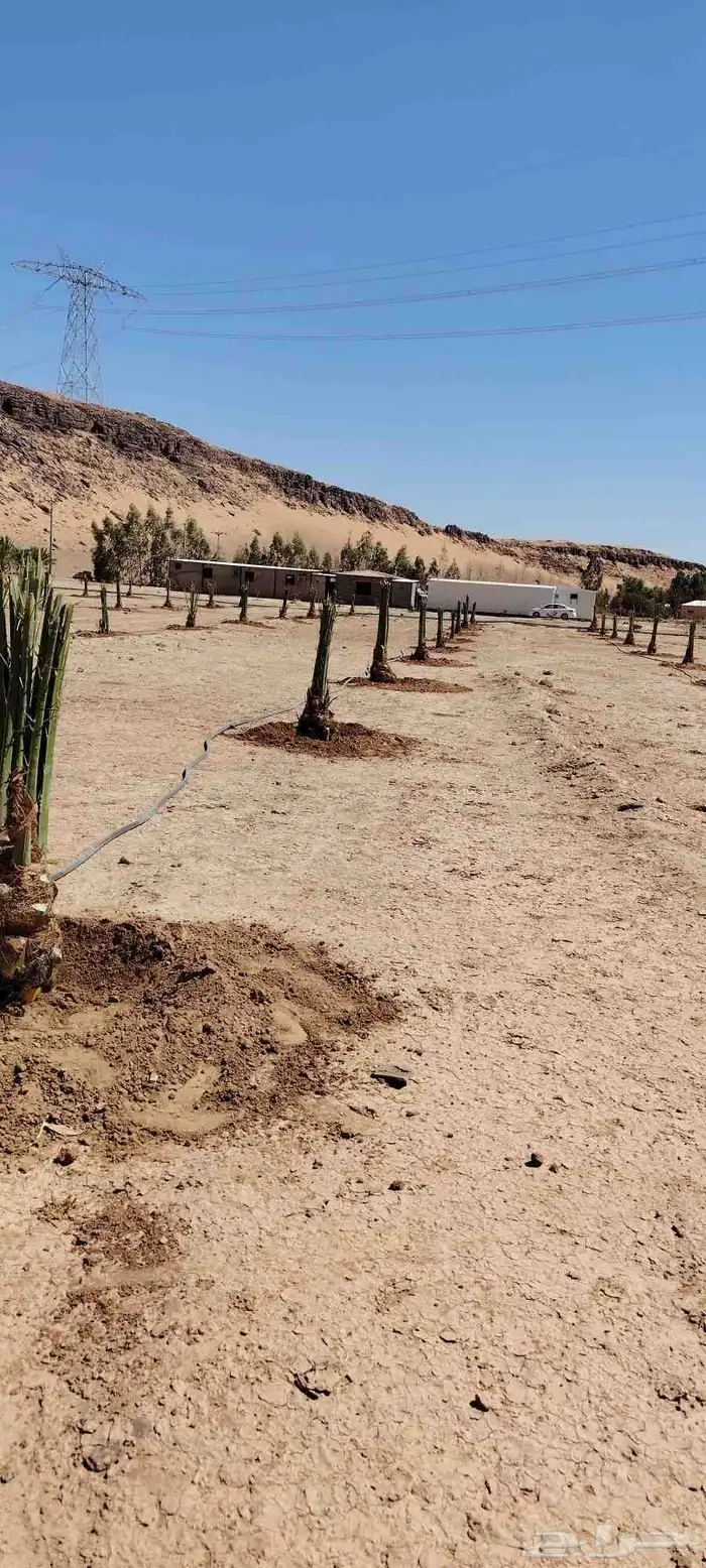 يوجد لدينا جميع انواع النخيل 0