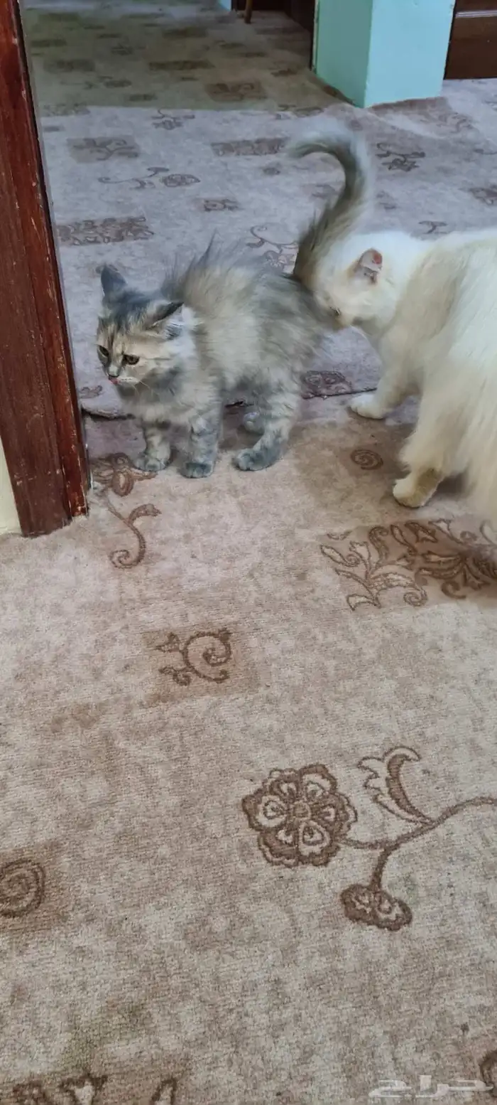 قطط صغيره للتبني 2