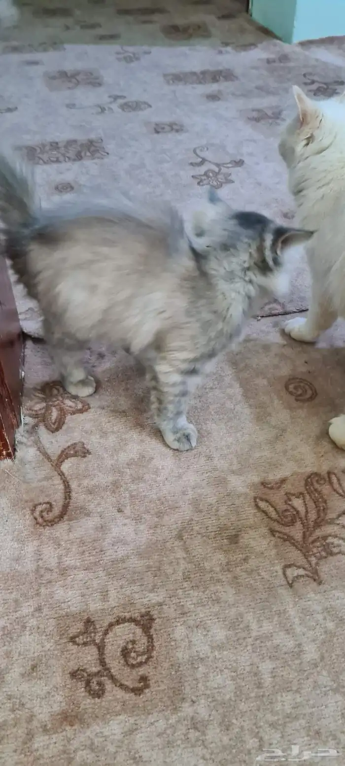 قطط صغيره للتبني 3