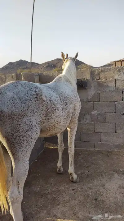 حصان شعبي index