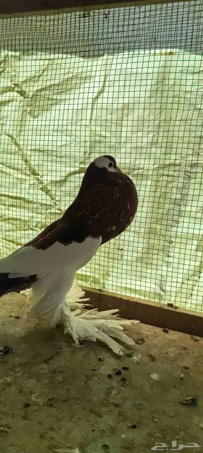 حمام نفاخ مستوى توب index