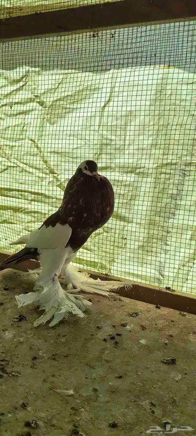 حمام نفاخ مستوى توب index