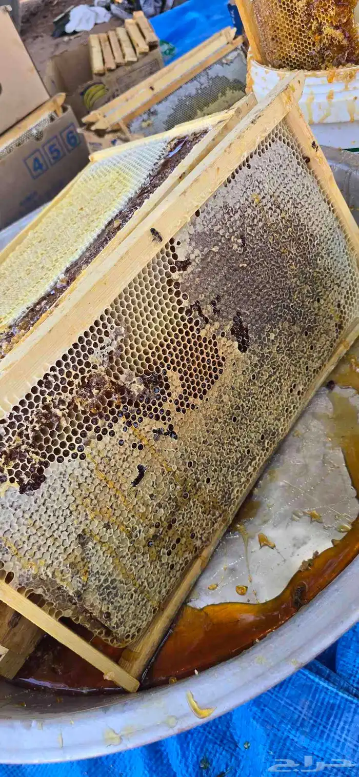 عسل طلح حائل 2