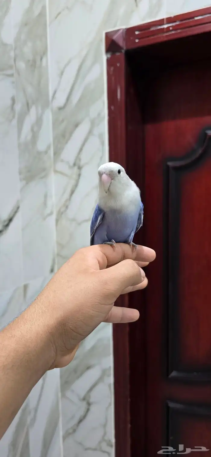 عصفور روز اليف أنثى 2