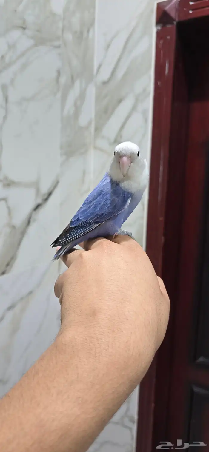 عصفور روز اليف أنثى 1