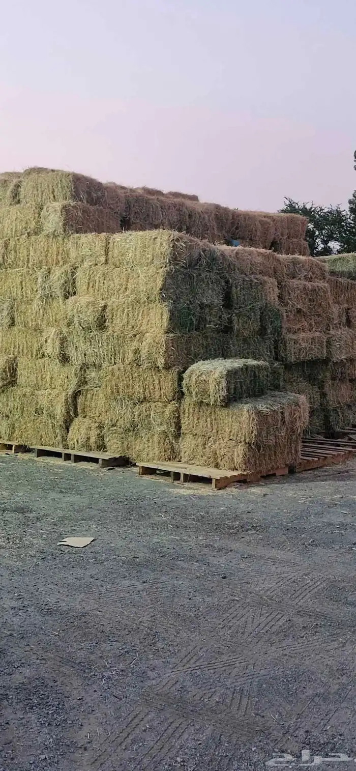 اعلاف ولوازم الاغنام والطيور 1