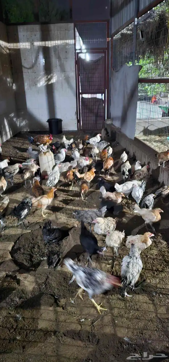 دجاج للبيع 3