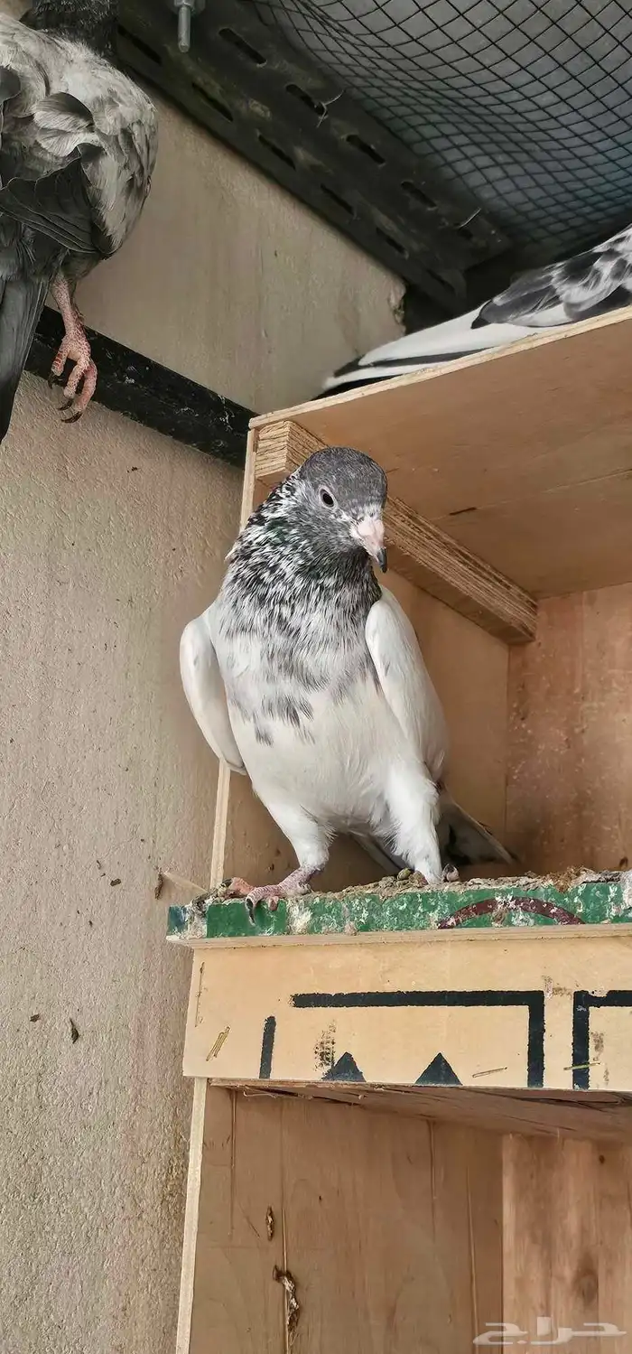 حمام باكستاني 2