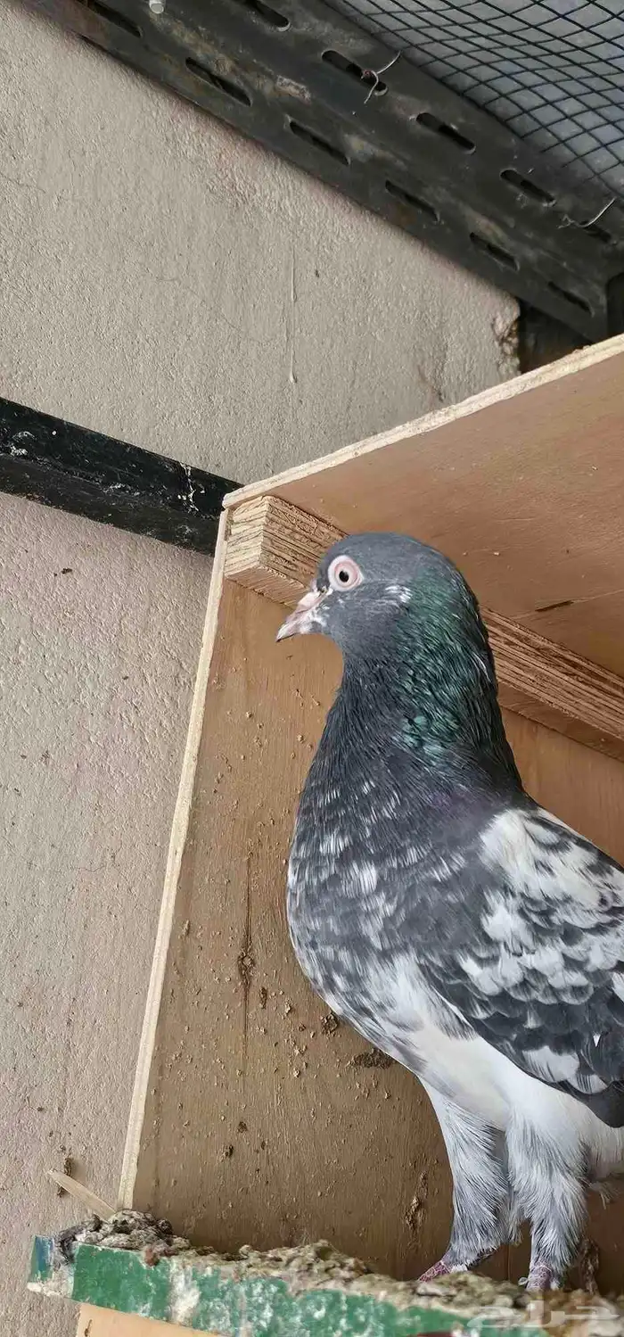 حمام باكستاني 0