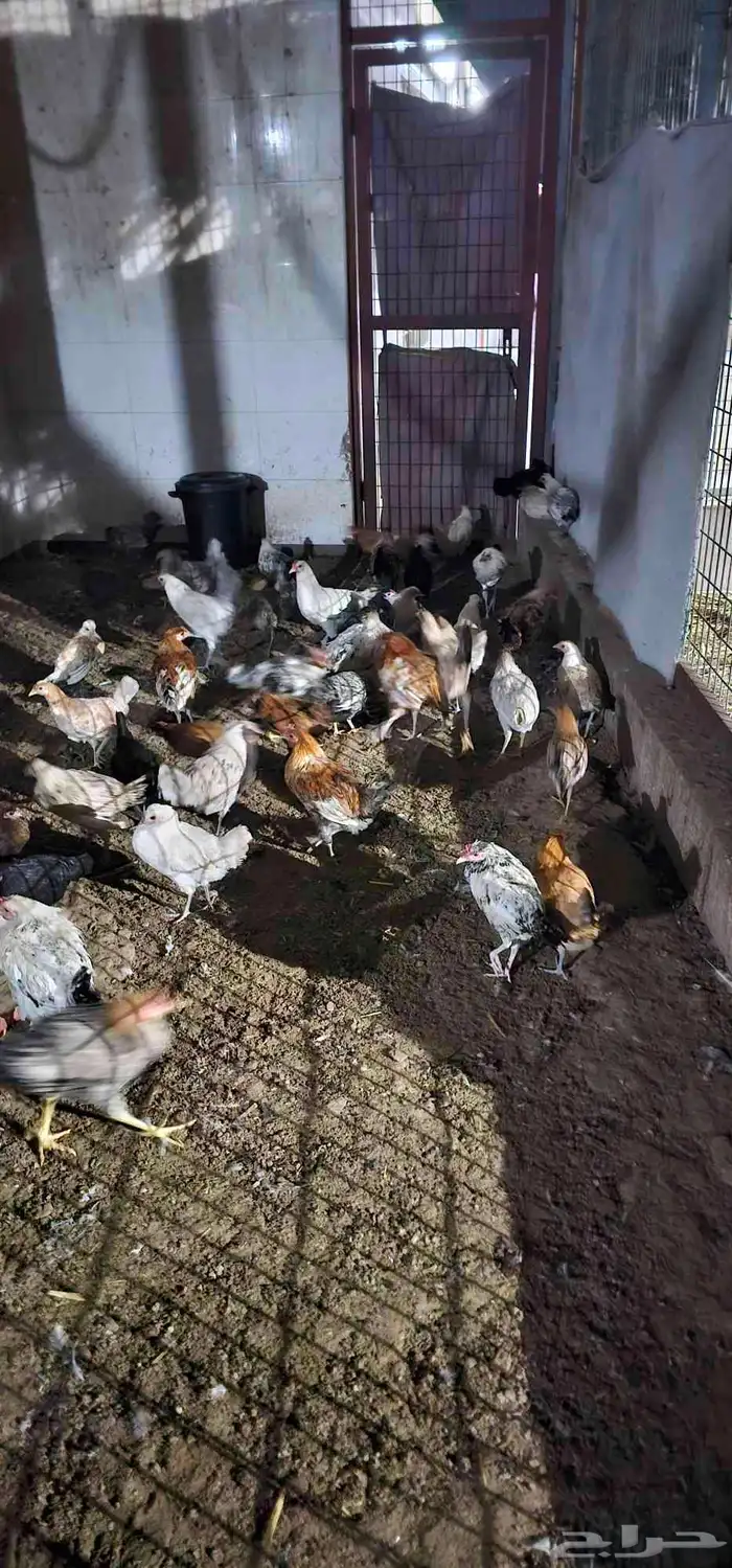 دجاج للبيع 0