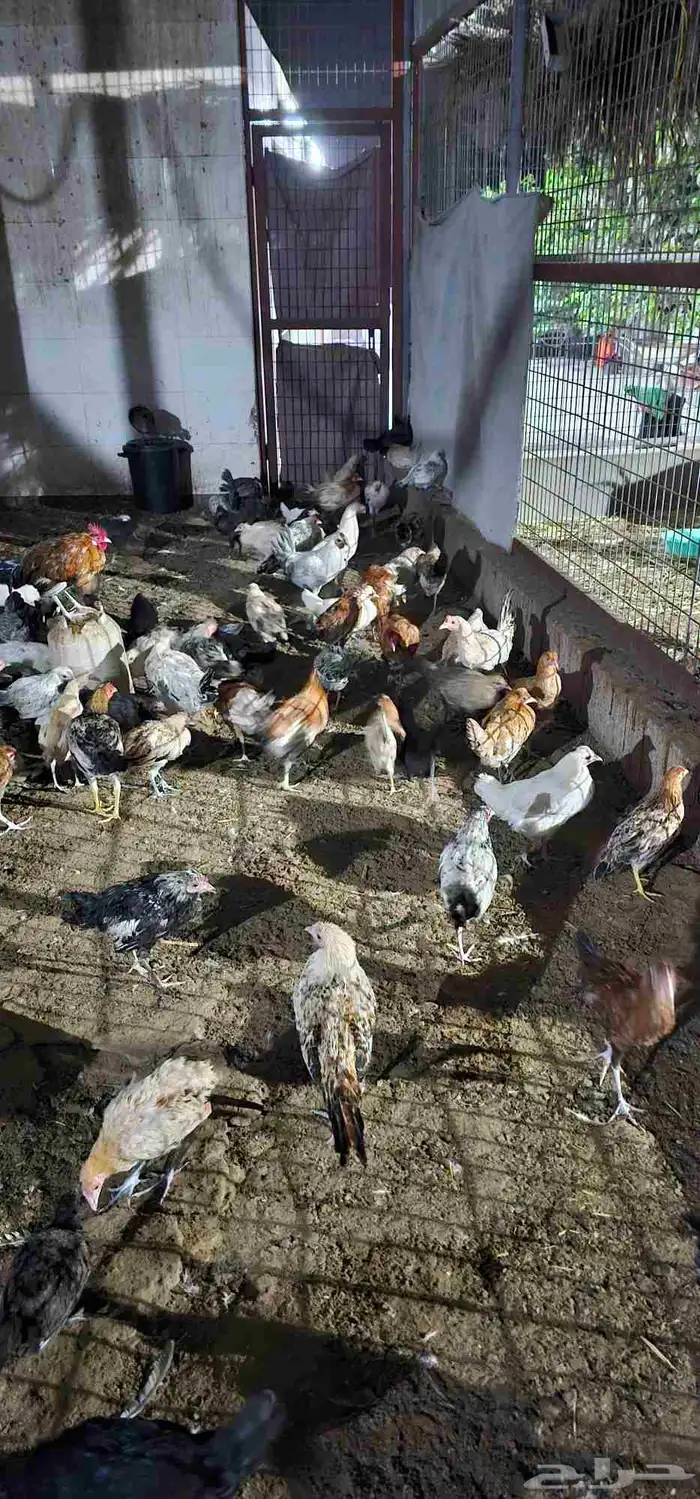 دجاج للبيع 1