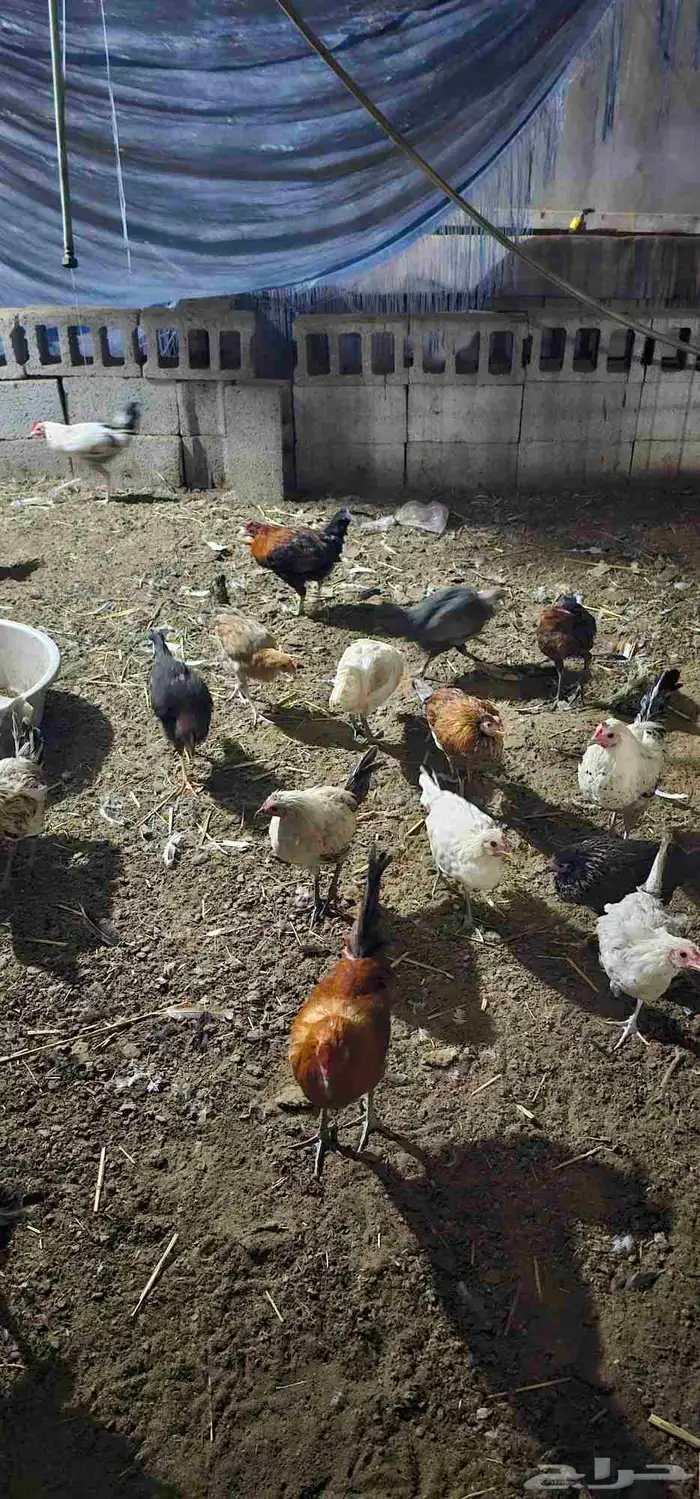 دجاج للبيع 2