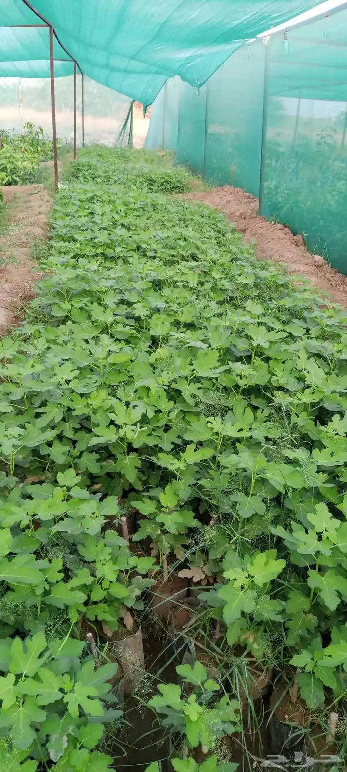 يوجد لدينا شتلات المانجو بجميع انواعها واسعار جمله 1