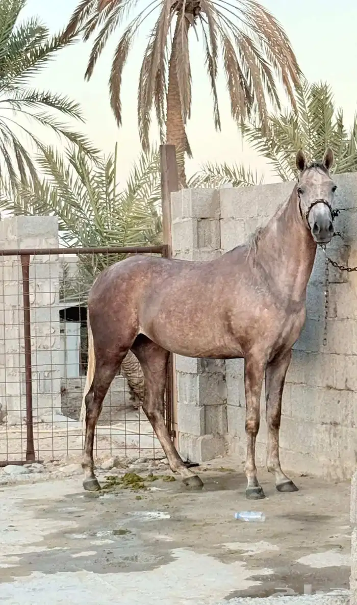 مهره شعبيه 0