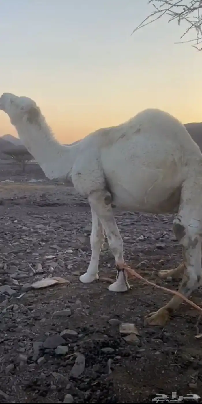 بعير اوضح مشروط ونتاج موجود 0