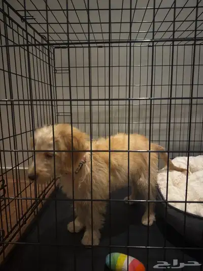 للبيع المستعجل جرو جولدن دودل index