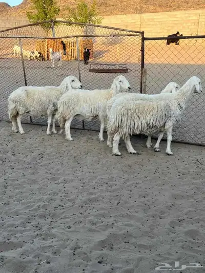 ضأن للبيع index