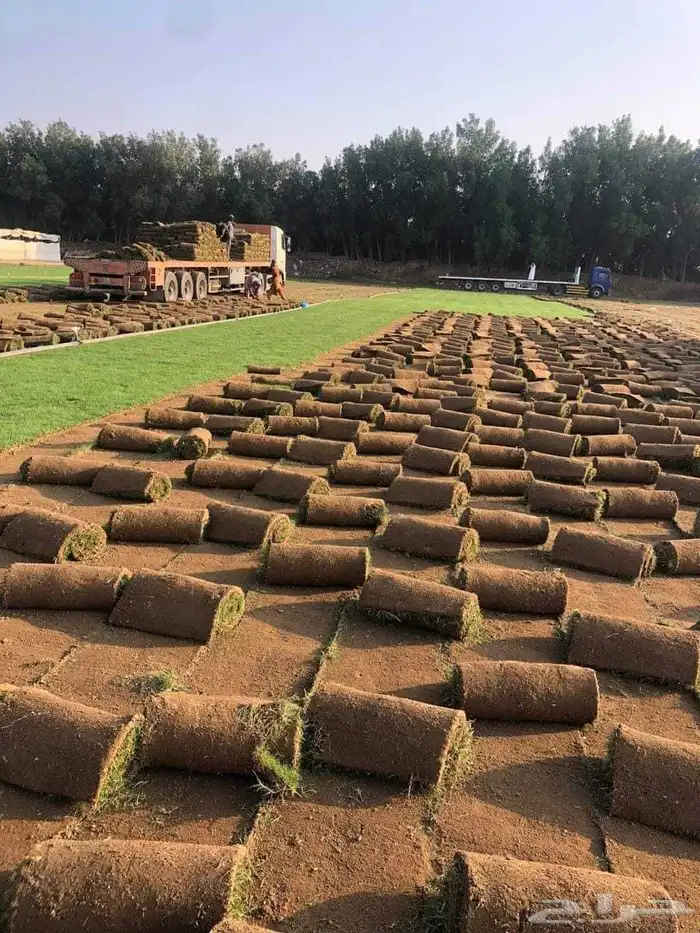 نجيل طبيعي c2000 5