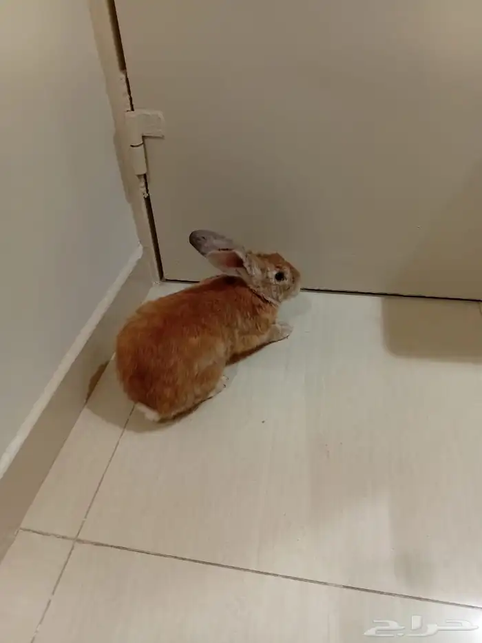 ذكر أرانب (( تم البيع )) 0