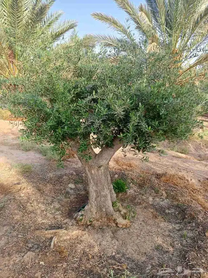 شجر زيتون 0