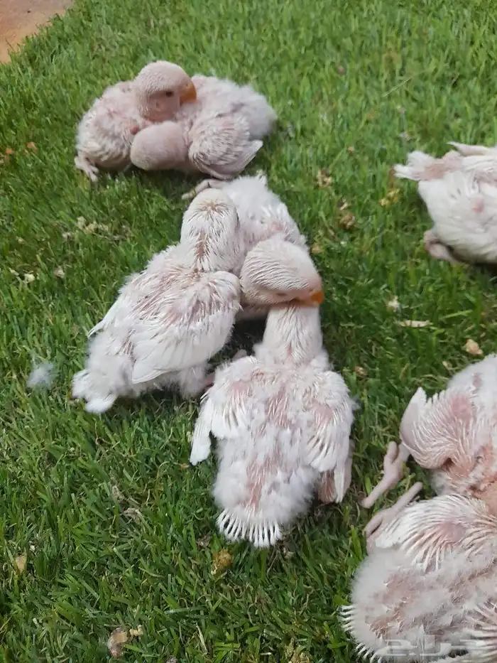 روز فروخ روز البينو غر 1