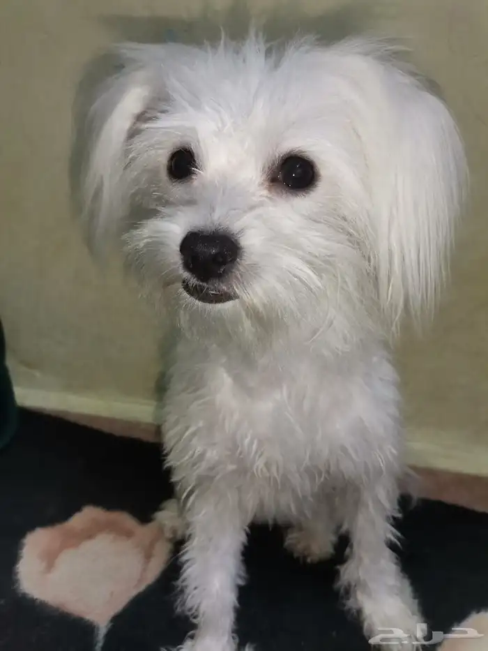 كلب شيواوا لطيف جدا 1