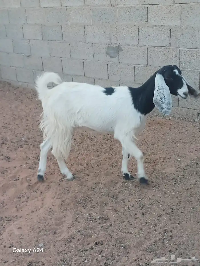 البيع معزا العدد 4 1