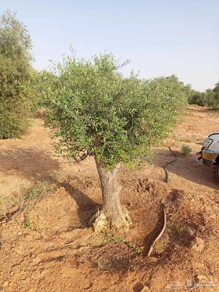 شجر زيتون 2
