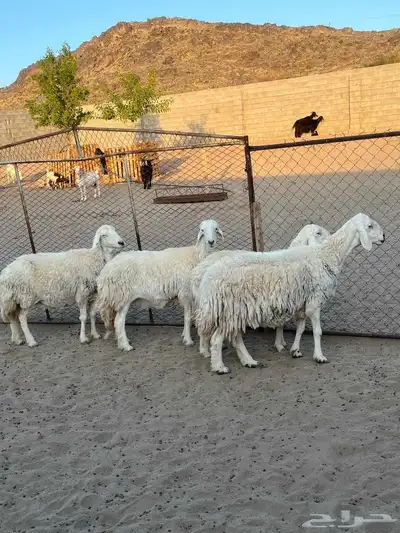 ضأن للبيع index