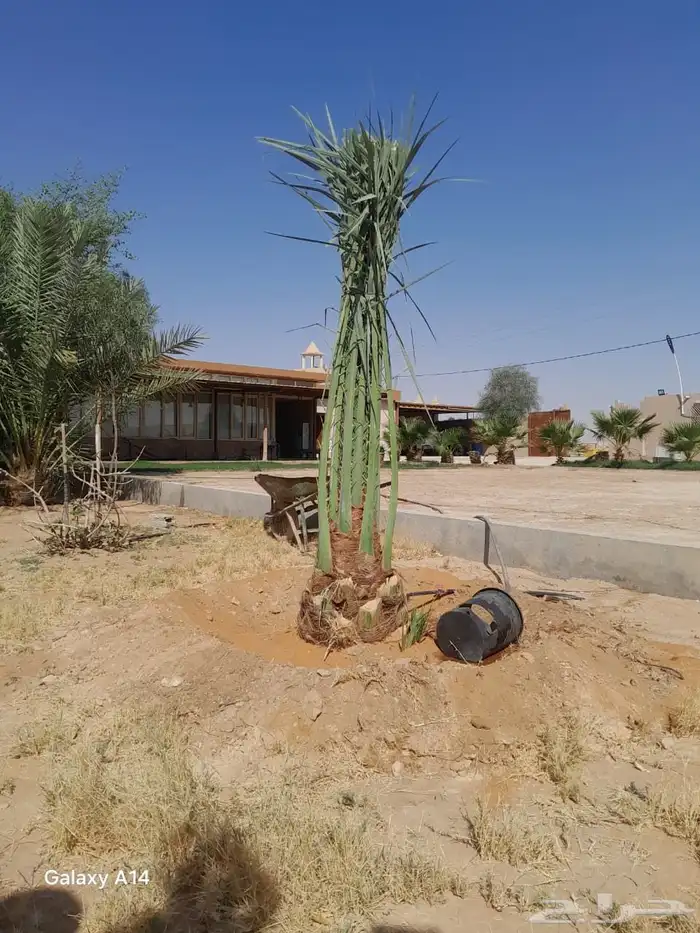 نخل القصيم نخلوطيب ومثمر على هذا الرقم 5