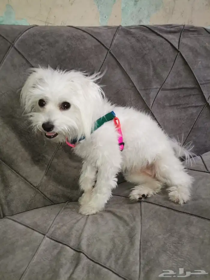 كلب شيواوا لطيف جدا 0